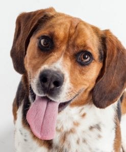 Pet
