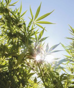 Sungrown Quarter Pound Mix & Match