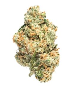 Gelato Bean (AAAA - Bulk)