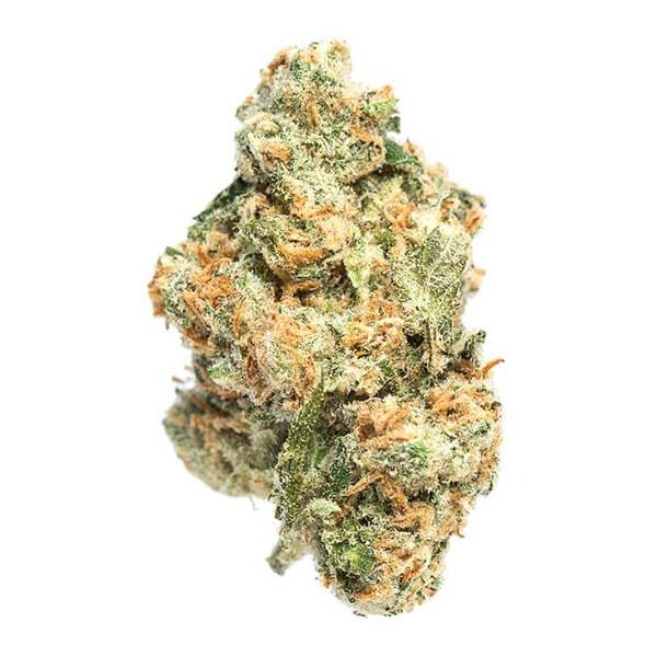 Gelato Bean (AAAA - Bulk)